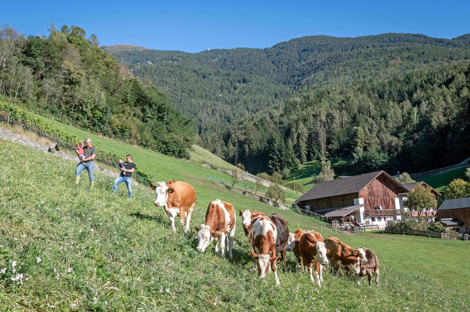 Niederthalerhof Chalets Brixen Exterior foto